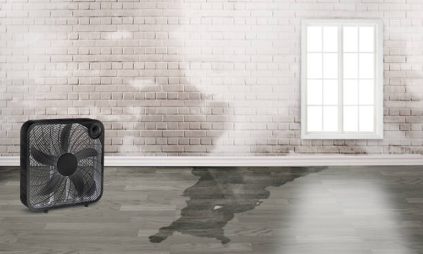Best Water damage restoration near me  in Middleport, NY